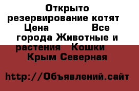 Открыто резервирование котят › Цена ­ 15 000 - Все города Животные и растения » Кошки   . Крым,Северная